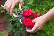 Shrubs that have bloomed should be pruned before August to give the new growth time to prepare for winter.