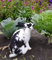 Repellents are fairly effective as a short-term solution to keeping wildlife from snacking on your garden.