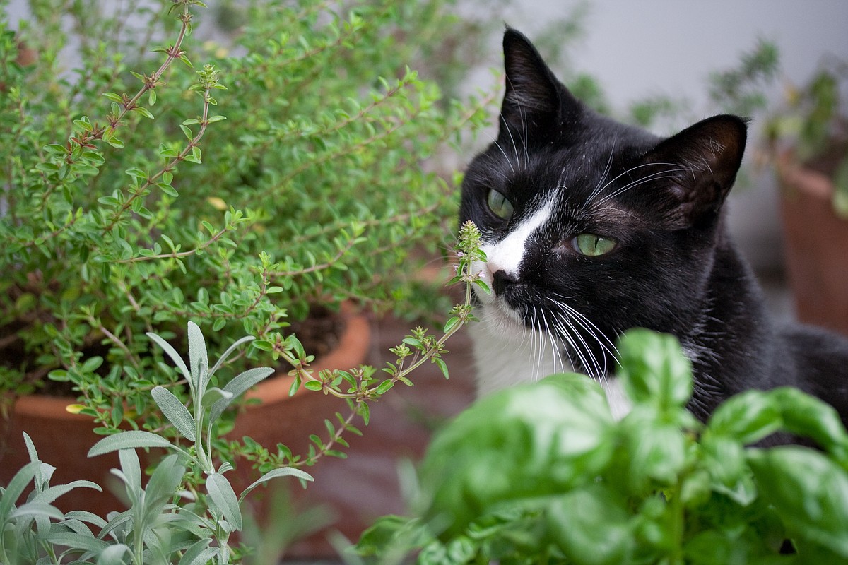 Scents toxic to cats