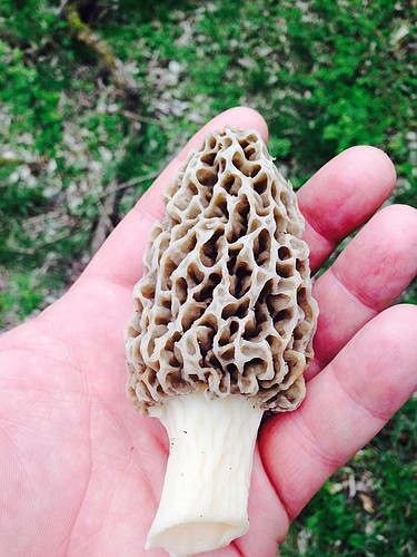 A morel from one of T.K. Peterson's recent mushroom-hunting jaunts. 