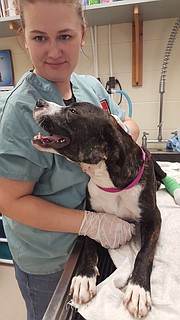 Hope the dog shows off her post-surgery stitches on the left side of her face with a Lawrence Humane Society volunteer. The brindle pit bull mix was found shot July 30 along U.S. Highway 24 in Douglas County.