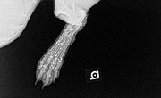 An X-ray image of Hope the dog's foot filled with shotgun pellets after a good Samaritan found the injured animal July 30 and took her for treatment at the Lawrence Humane Society.