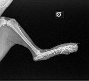 An X-ray image of Hope the dog's rear leg with shotgun pellets inside. This X-ray was taken after Lawrence Humane Society veterinarian Jennifer Stone had already removed dozens of shotgun pellets in surgery.