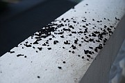 This stock photo shows bat guano, which is another dangerous byproduct of a bat infestation in your home. Bats eat about half their weight in mosquitoes every day, which is good for the environment, but their quick metabolisms mean they also produce a lot of waste, according to Shane Starkey, inspector for Critter Control of Kaw Valley and certified wildlife specialist.