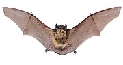 Little brown bats are the most common in Kansas, according to Shane Starkey, inspector for Critter Control of Kaw Valley and certified wildlife specialist.