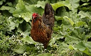 In this Sept. 26, 2017 photo, a rooster walks in the backyard of Tanya Keith's home in Des Moines. A rapid increase in the number of backyard chicken pens in cities and suburbs across the country has brought with it a record number of salmonella illnesses that have public health officials concerned. The U.S. Centers for Disease Control and Prevention says treating chickens like pets contributes to the problem. (AP Photo/Charlie Neibergall)
