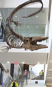 A 45-foot-long replica of a fossilized mosasaur skeleton is suspended from the ceiling of the main atrium in the new Earth, Energy and Environment Center at the University of Kansas on Thursday, Nov. 30, 2017.