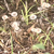 Water Services Department plants rain garden