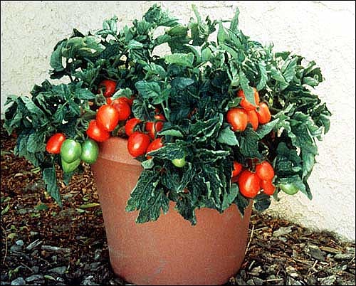 Image result for Window Box Roma Tomato in container