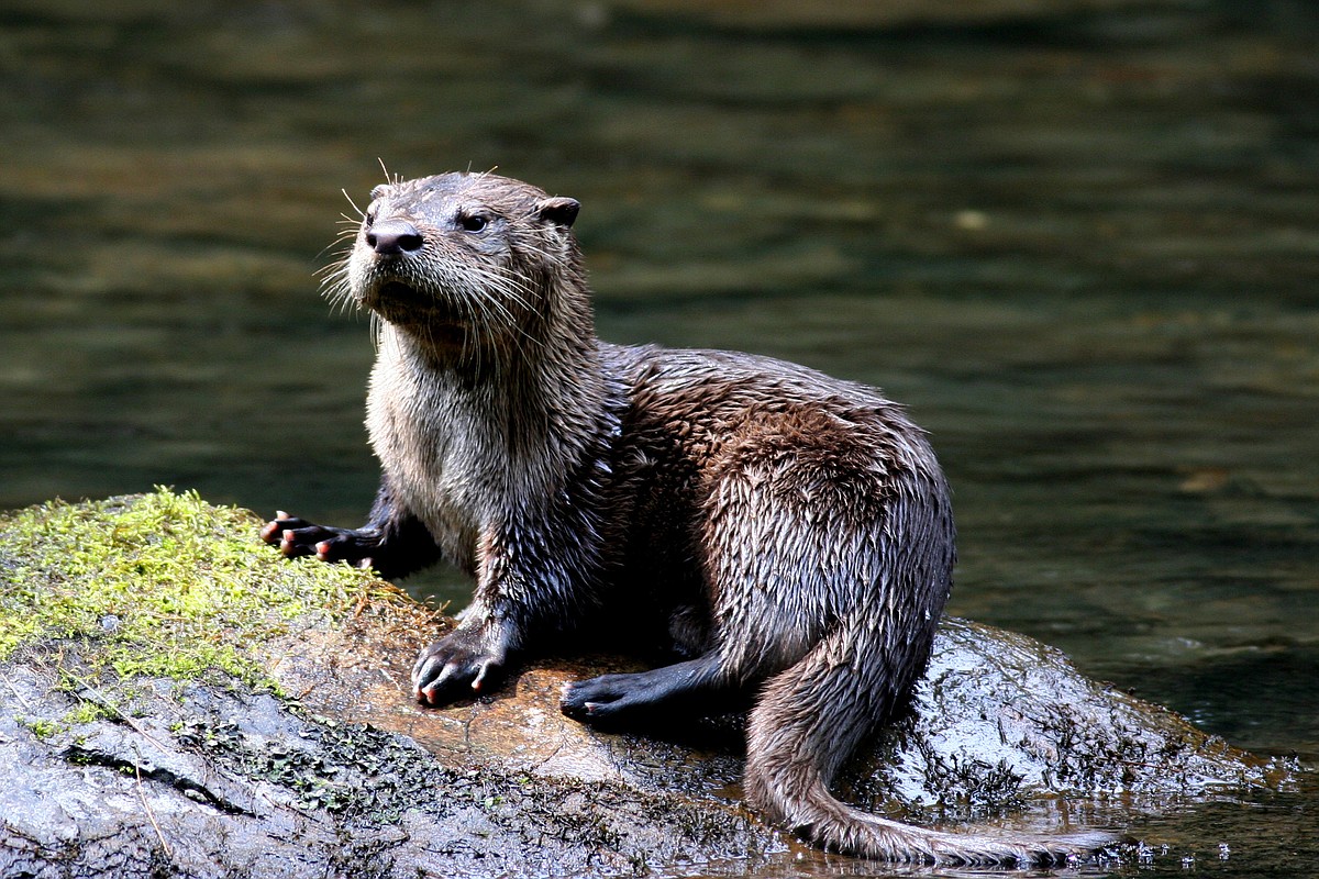 Cute River Otter